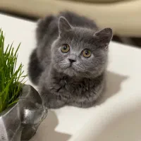 گربه وارداتی