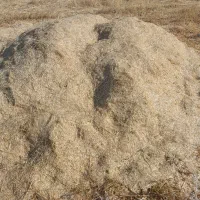 کاه