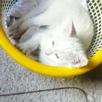گربه