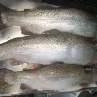 کارگر مرغ و ماهی خرد کن