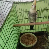 عروس نر وماده