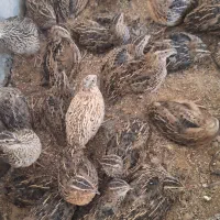 بلدرچین