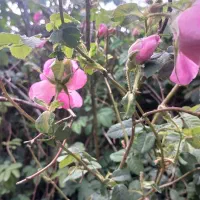 گل محمدی|خوردنی و آشامیدنی|بوئین زهرا, |دیوار