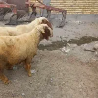 قوچ|حیوانات مزرعه|بیلوار, |دیوار