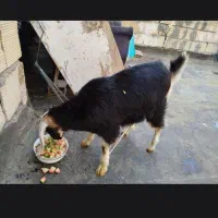 بزغاله ماده کولار پاکستانی