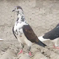 کفتر پرشی