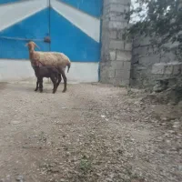 گوسفند با بره اش شیردار