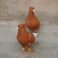 رنگه دم سفید