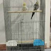 پرنده
