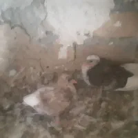 جوجه کبوتر