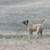 سگ گله