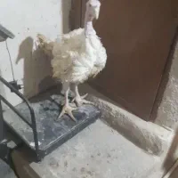 بوقلمون گوشتی