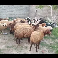 گوسفند قربانی