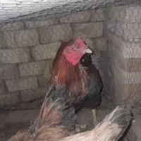 خروس|حیوانات مزرعه|تربت‌حیدریه, یحیی آباد|دیوار