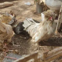 دو مرغ یک خروس همه چی تموم زیر قیمت