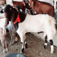 بز افغانی