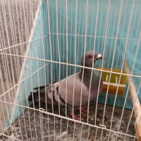 سبز المانی
