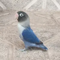 معاوضه کوتوله