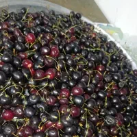 میوه|خوردنی و آشامیدنی|ساوه, |دیوار