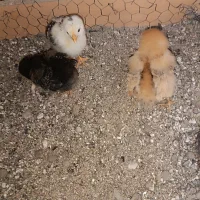 جوجه مرغ