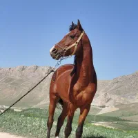 اسب