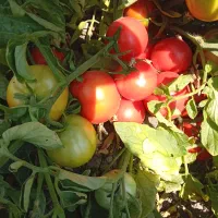 گوجه روبی درجه یک