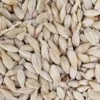 جو پاییزی هم بهاره