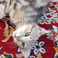 واگذاری گربه رایگان