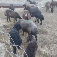 میش و بره