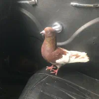 کفترکله سرخ نر ذات قدیم