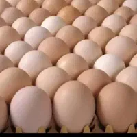 تخم مرغ محلی .تک.دوزرده