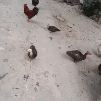 فروش اردک و خروس