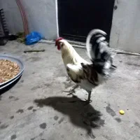 خروس‌گلین‌‌‌وتخم‌مرغ‌محلی‌وشاخدار