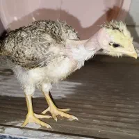 جوجه گردن لخت یک ماهه