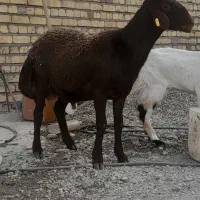 بره قوچ هترو لخت