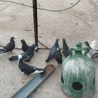 تعداد ی کفتر ارزان