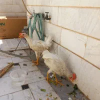 خروس ۴ماهه
