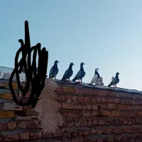 چنتا آلمانی
