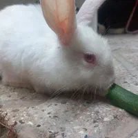 خرگوش ناز