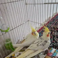 عروس هلندی