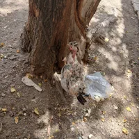 مرغ خروس