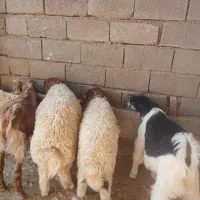 بره و بزغاله