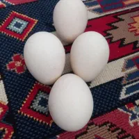 فروش تخم طاووس