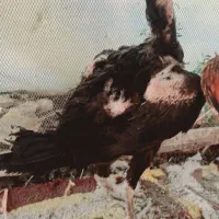 مرغ لاری
