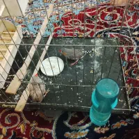 فنچ