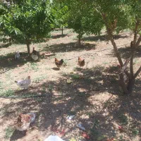 مرغ و خروس محلی
