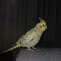 عروس هلندی ماده