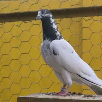 کبوتر پاکستانی