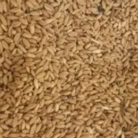 گنم برات  چند تن