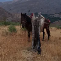اسب